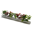 Red & Green Coleus Garnish White Base 12/Box