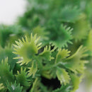 Luxury Parsley Garnish White Base 6/Box