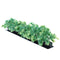 Luxury Parsley Garnish Black Base 6/box